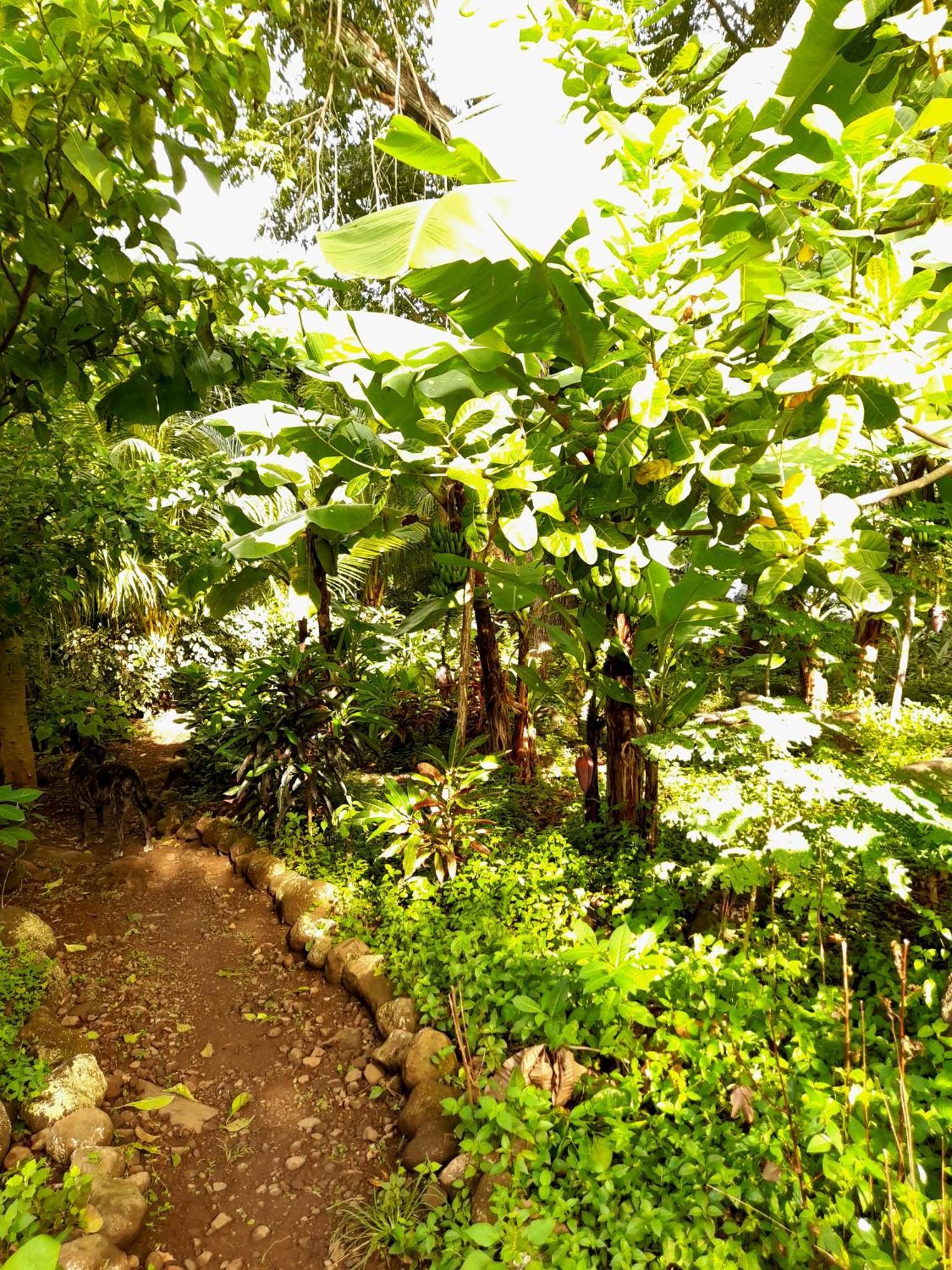 El Bamboo Cabins Balgue Exteriér fotografie